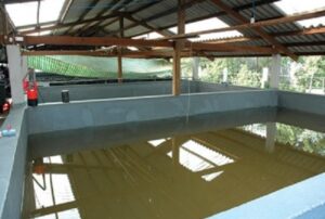 Kỹ Thuật Nuôi Cua Biển Trong Bể Xi Măng Đạt Hiệu Quả Kinh Tế Cao