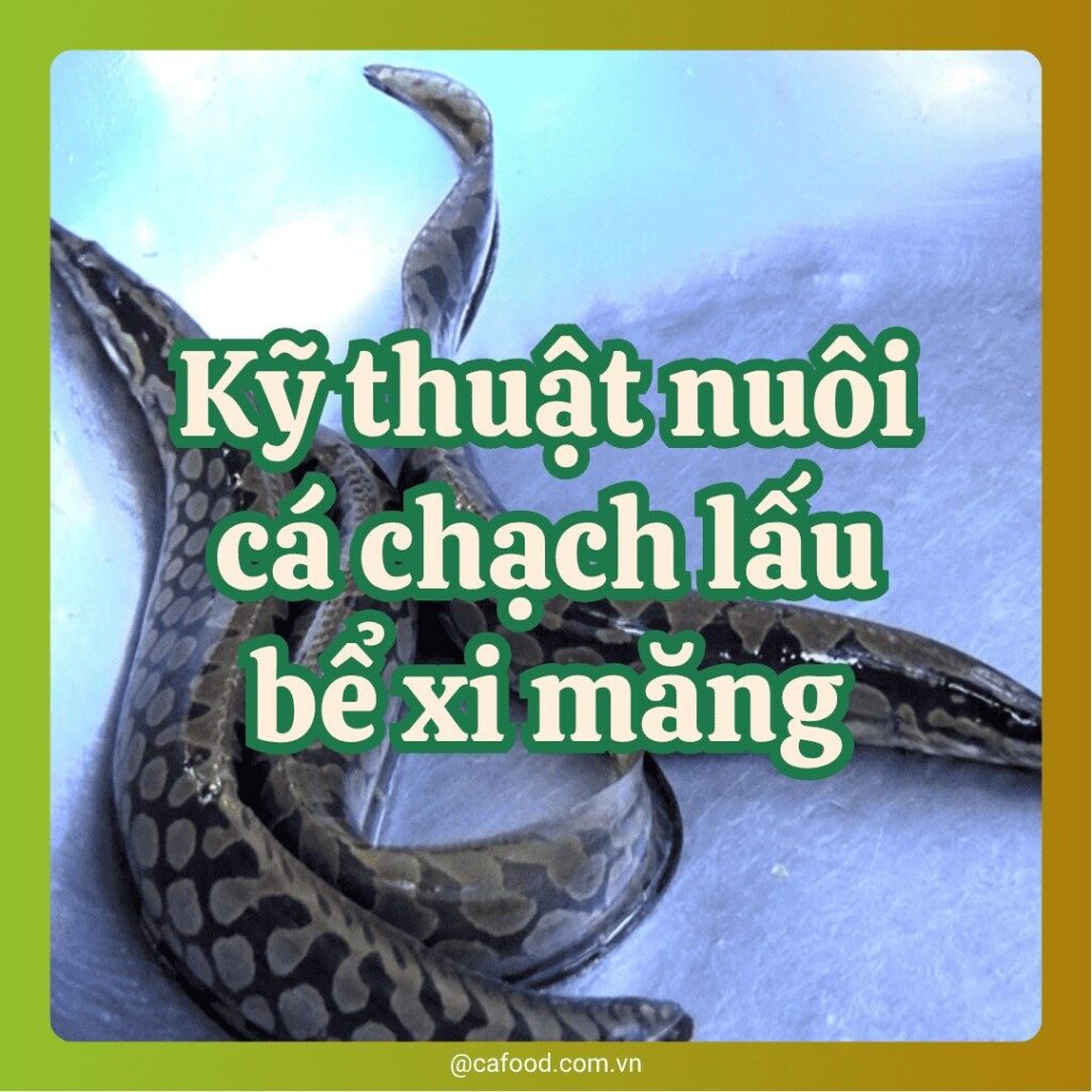 Kỹ Thuật Nuôi Chạch Trong Bể Xi Măng Mang Lại Hiệu Quả Kinh Tế Cao
