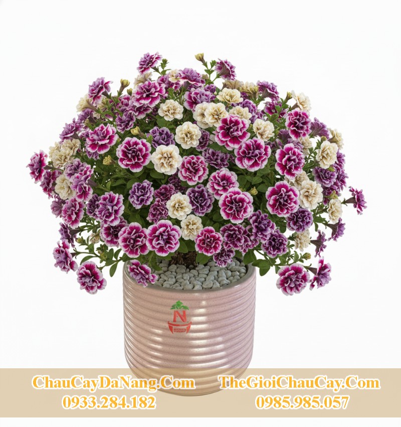 Chậu Cây Cảnh Xi Măng: Giải Pháp Trang Trí Bền Đẹp Và Hiện Đại