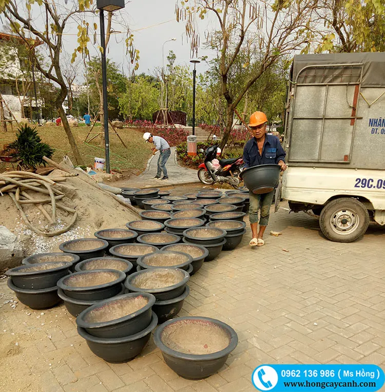 Cung cấp chậu xi măng với các đường kính khác nhau đáp ứng mọi nhu cầu của khách hàng