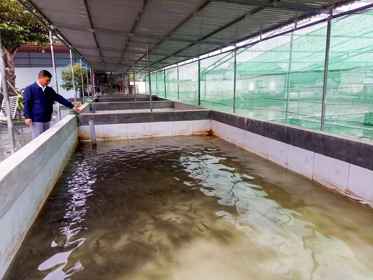 Cá lóc nuôi trong bể xi măng sinh trưởng mạnh mẽ và đồng đều
