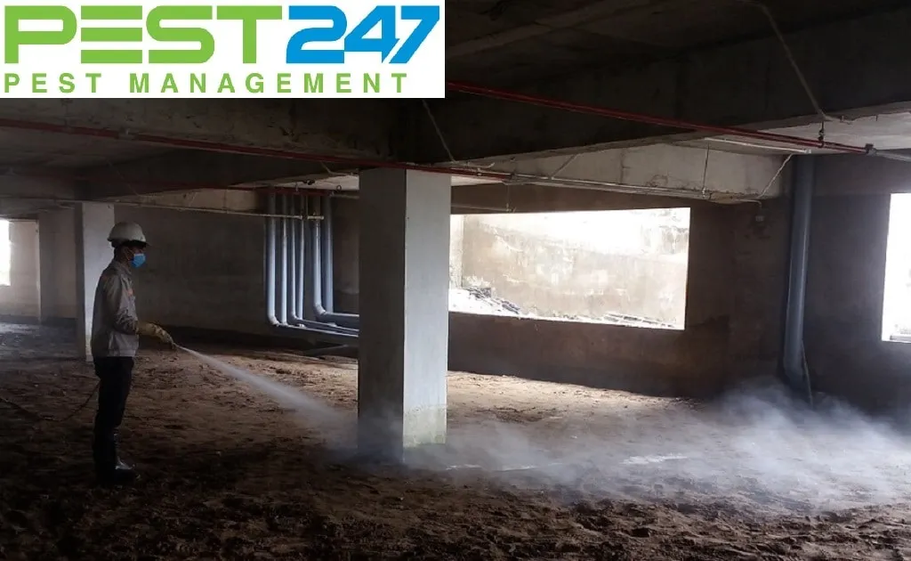 Cách diệt mối trước khi xây nhà