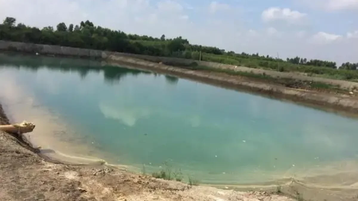 Kỹ Thuật Nuôi Cá Chuối Hoa Trong Bể Xi Măng Đạt Hiệu Quả Kinh Tế Cao