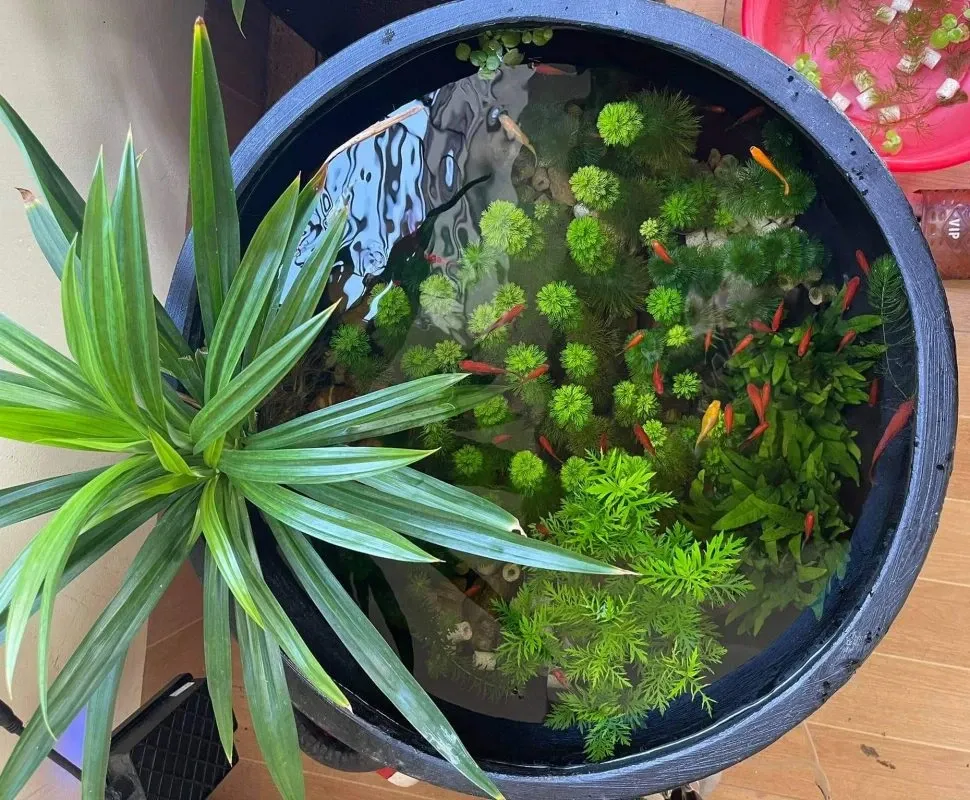 Thay nước cho cá trong chậu xi măng là hết sức cần thiết