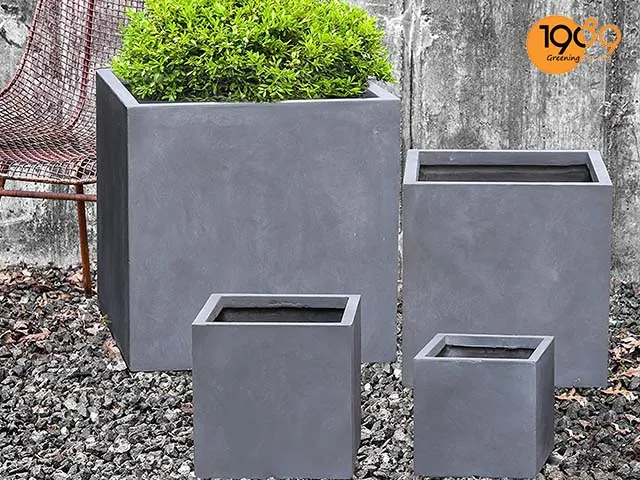chậu cây cảnh xi măng vuông