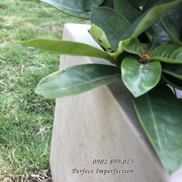 Đa dạng màu sắc của chậu cây cảnh chữ nhật phù hợp với mọi không gian ngoại thất