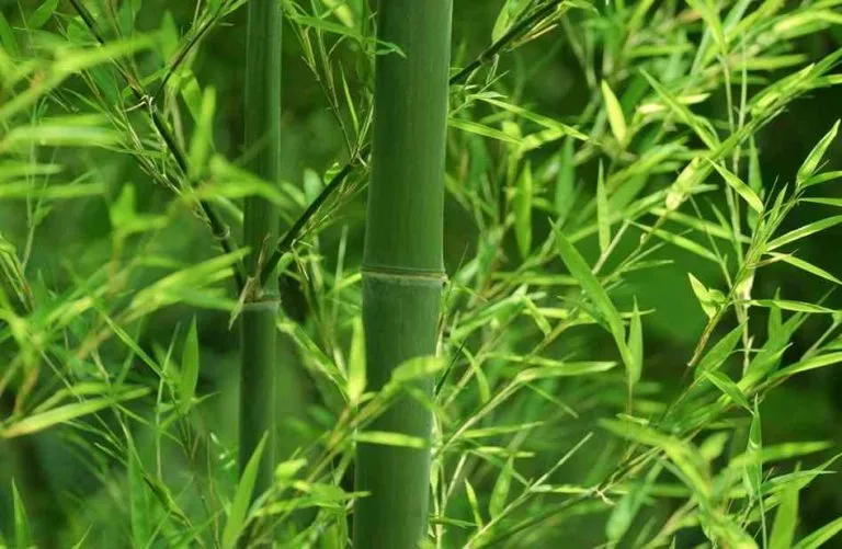 Sử dụng tre làm vật liệu kết cấu thân thiện môi trường