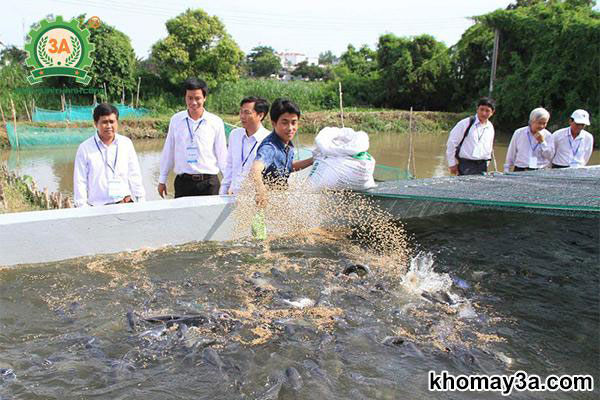 Kỹ Thuật Nuôi Cá Trê Lai Trong Bể Xi Măng Mang Lại Hiệu Quả Kinh Tế Cao
