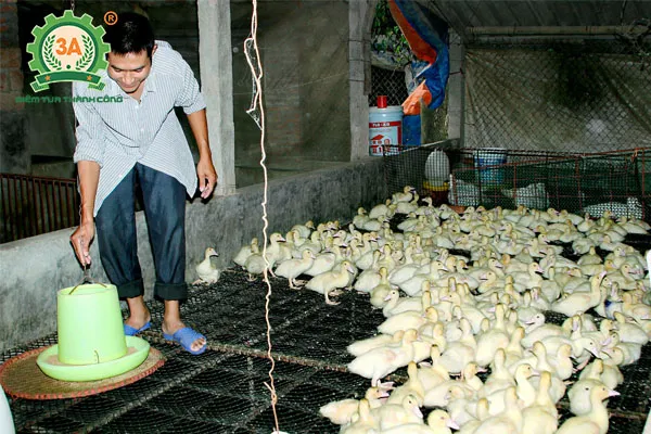 Kỹ thuật nuôi ngan trên sàn (01)