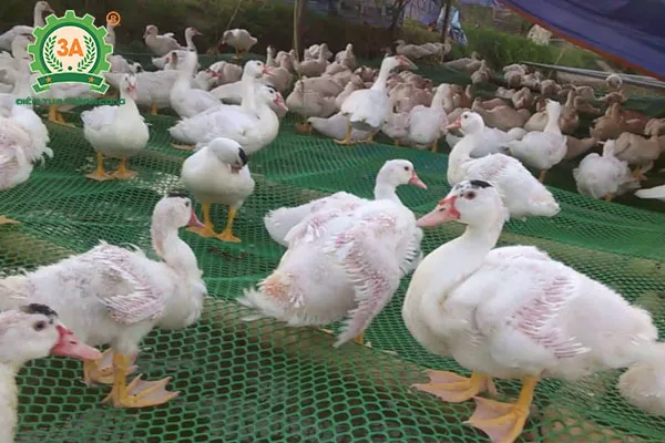 Kỹ thuật nuôi ngan trên sàn (02)