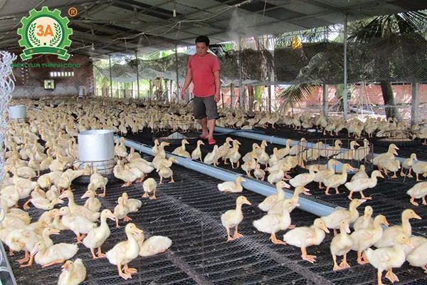 Kỹ thuật nuôi ngan trên sàn (03)