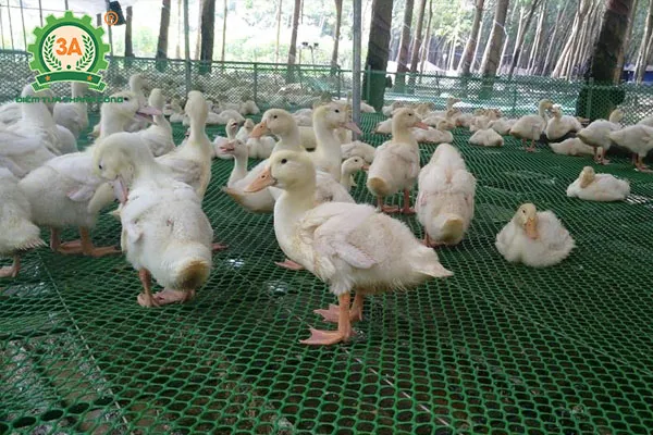 Kỹ thuật nuôi ngan trên sàn (05)