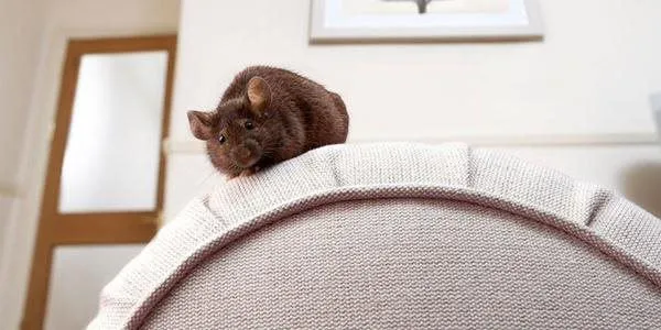 Sử dụng xà phòng và bột cà phê làm biện pháp đuổi chuột tự nhiên