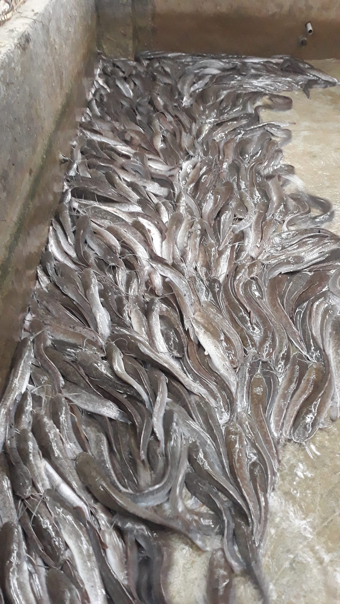 Kỹ Thuật Nuôi Cá Trê Lai Trong Bể Xi Măng Mang Lại Hiệu Quả Kinh Tế Cao