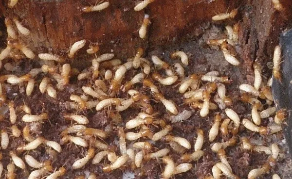 Mối xây dựng đường hầm bên ngoài bề mặt bê tông để di chuyển