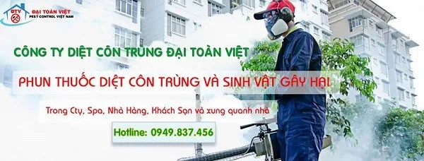 Dịch vụ phòng chống mối công trình chuyên nghiệp