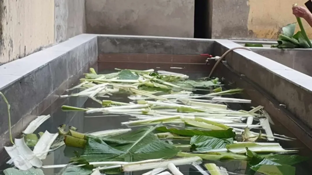 Phương pháp dân gian xử lý bể xi măng bằng cây chuối Ngâm thân chuối trong bể xi măng để trung hòa kiềm trước khi nuôi cá