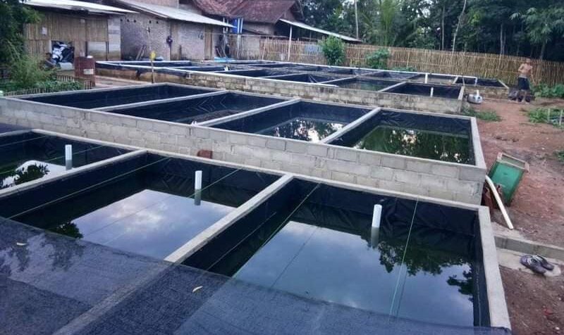 Kỹ Thuật Nuôi Chạch Trong Bể Xi Măng Mang Lại Hiệu Quả Kinh Tế Cao