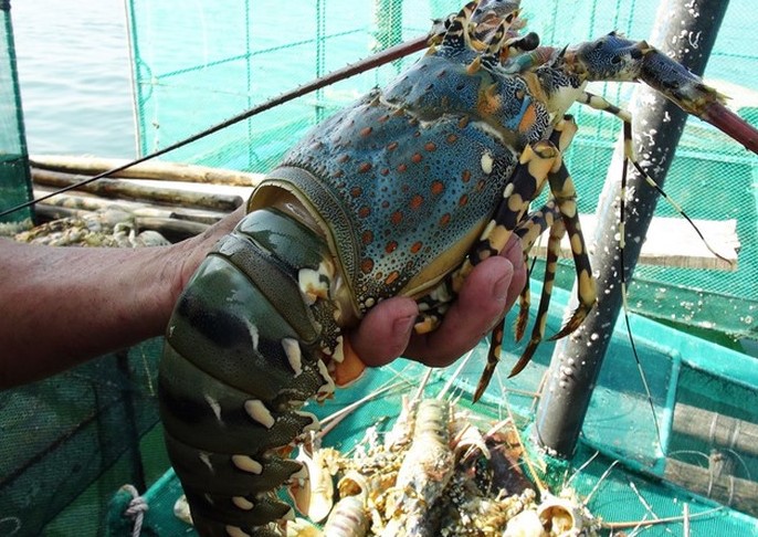 Kỹ Thuật Nuôi Cua Biển Trong Bể Xi Măng Đạt Hiệu Quả Kinh Tế Cao