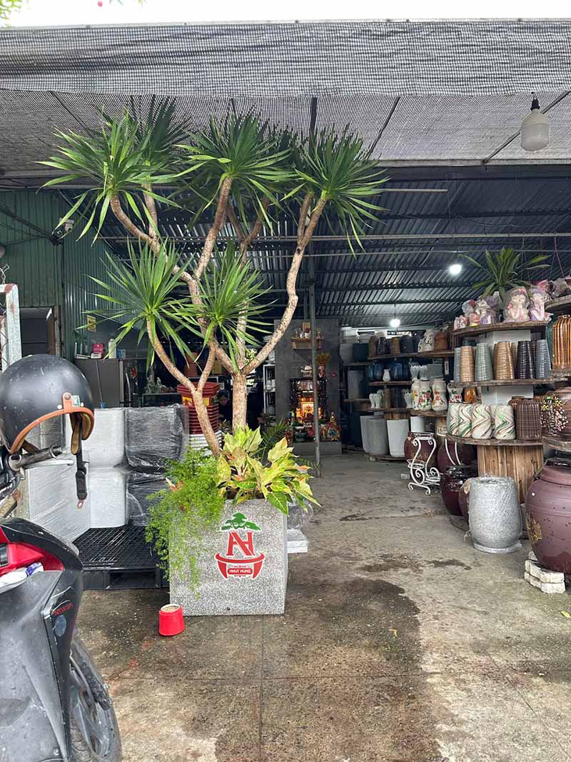 Chậu Trồng Cây Bằng Xi Măng: Lựa Chọn Bền Vững Cho Không Gian Xanh