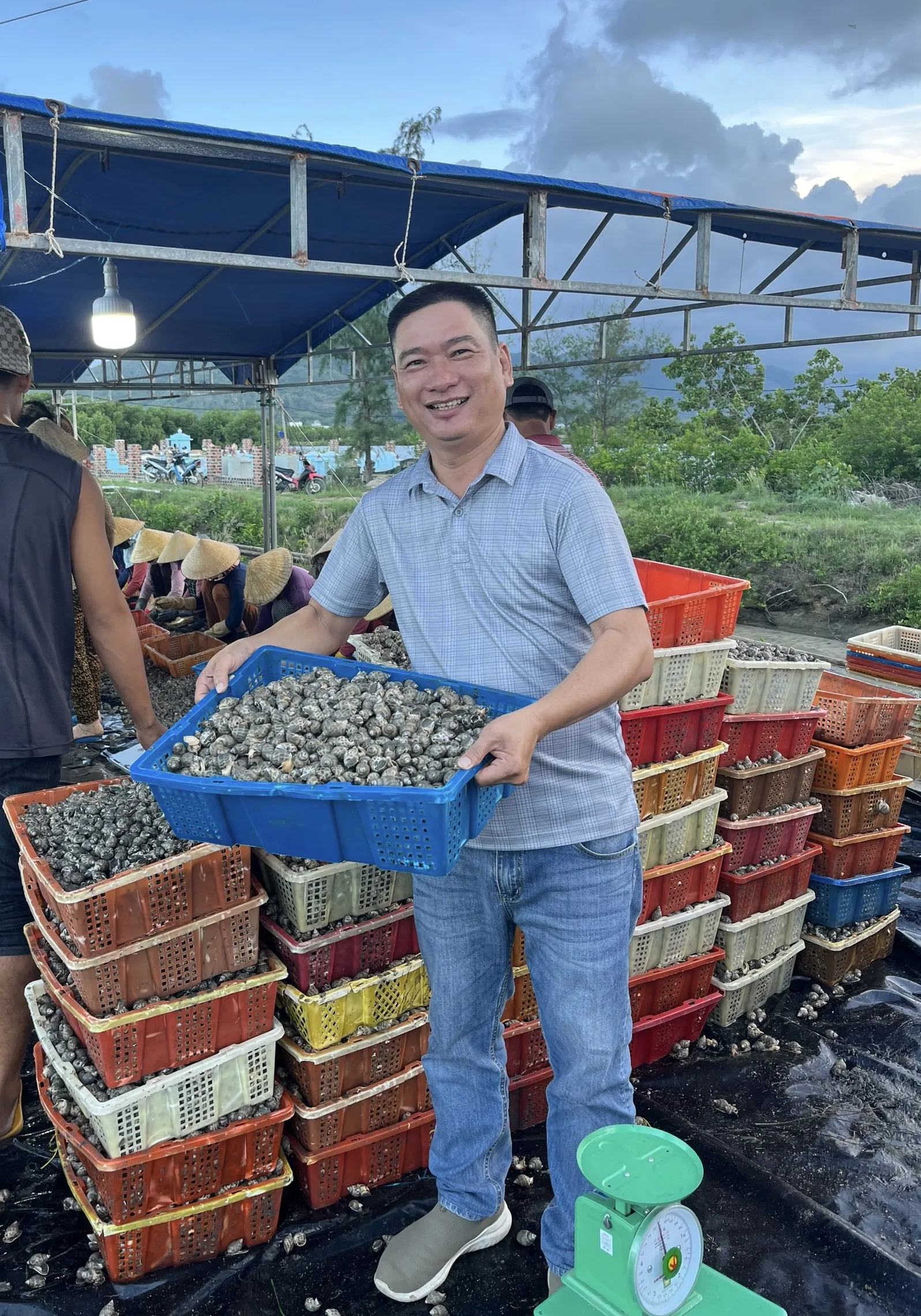 Ốc hương nuôi bằng thức ăn công nghiệp xuất bán ra thị trường.