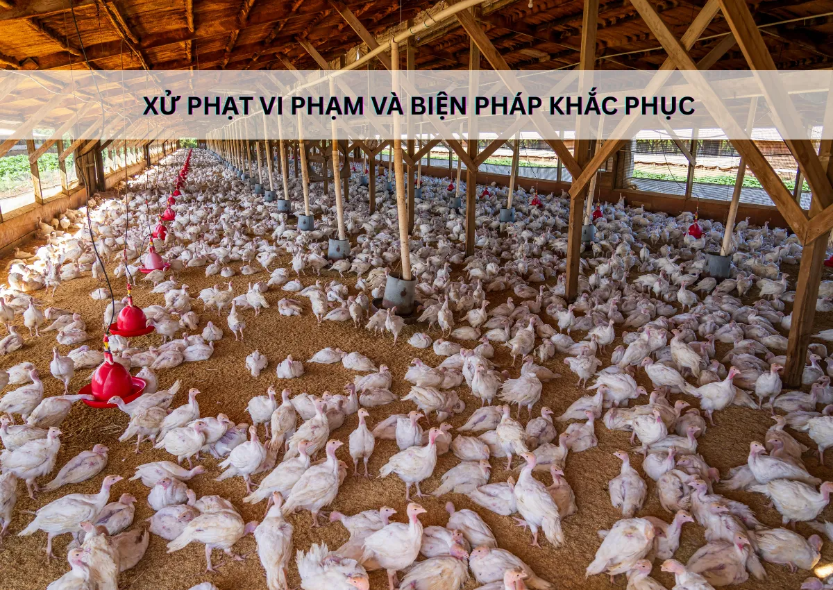 Xử phạt vi phạm và biện pháp khắc phục