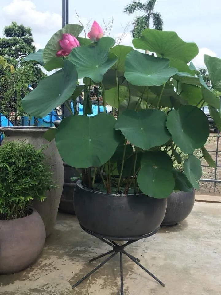 Sự cân đối giữa kích thước chậu và lượng đất bên trong giúp cây phát triển khỏe mạnh